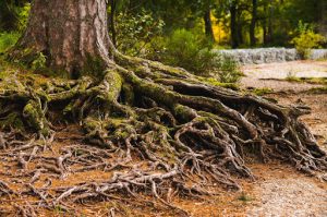  tree root damage to property