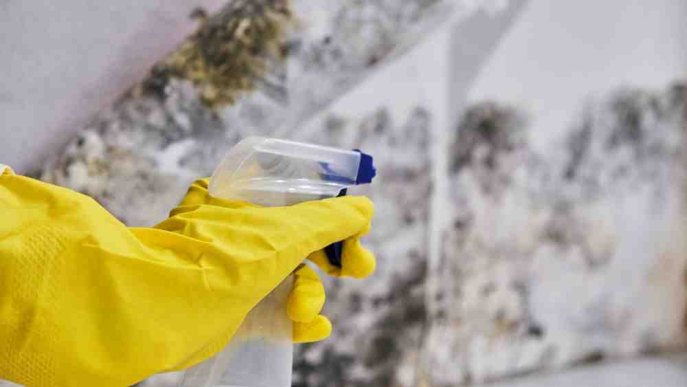 Emergency mold removal Riverside
